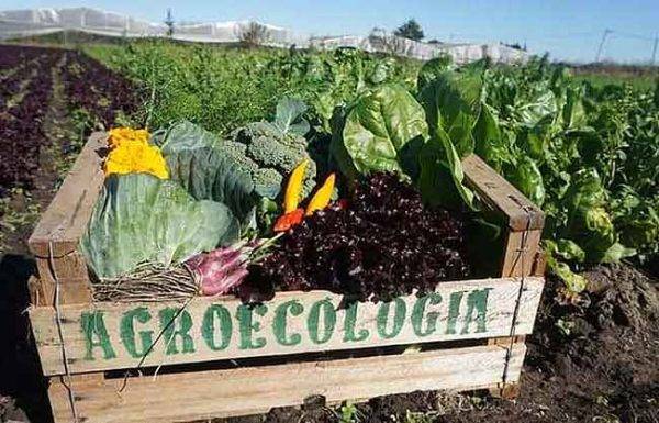 agroecologia cesta