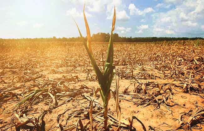 crisis climatica alimentos sequia