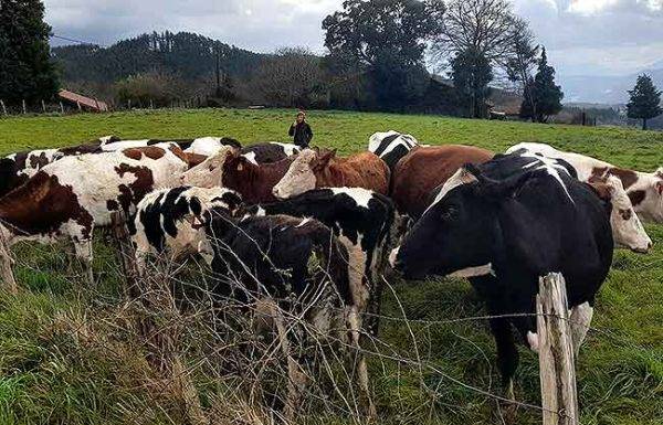 ganaderia vacas pastoreo