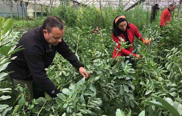 Cultiva Programa 210.2 egonaldia