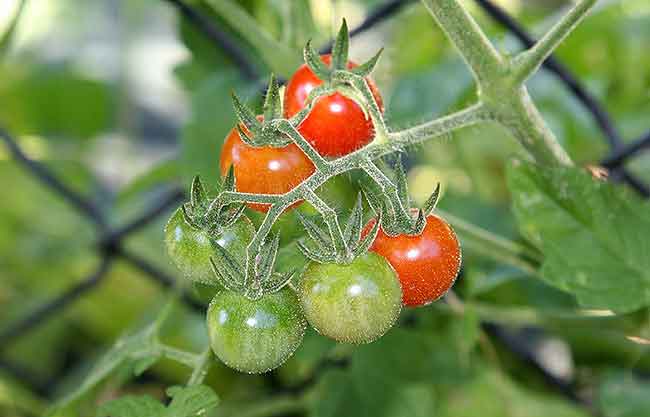 tomate cherry